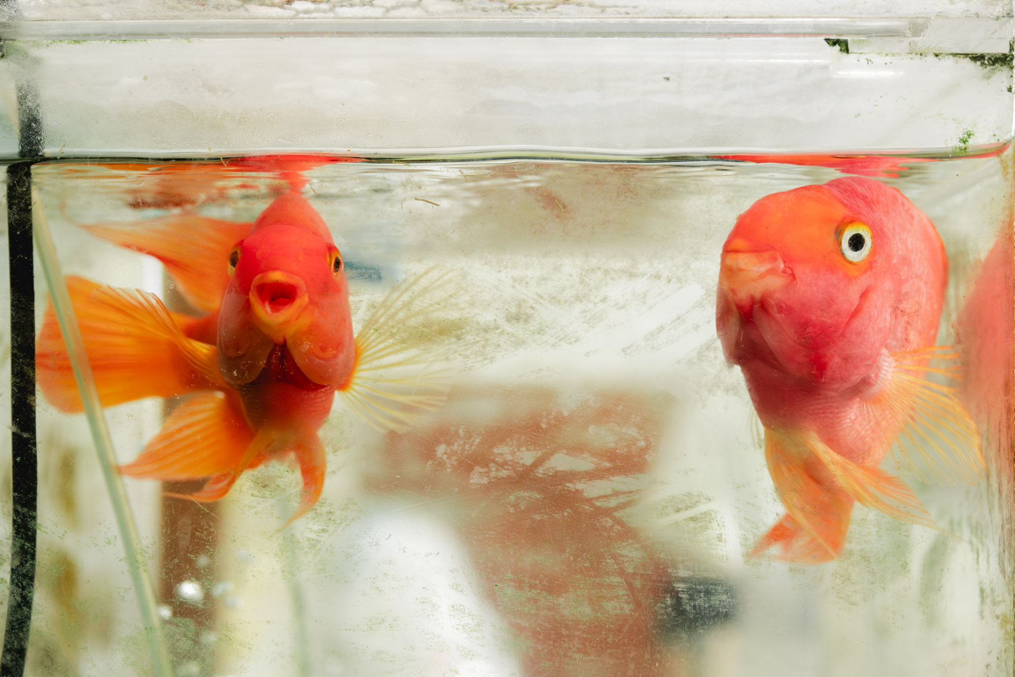 お玉湯では熱帯魚のパロットファイヤーが出迎えてくれる。<br>▶︎お玉湯とまちについて